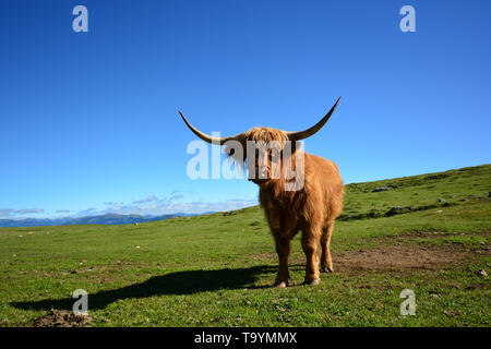 Highland cattle in austrian alps landscape under a blue sky Stock Photo