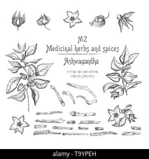Set of Ashwagandha hand drawn patterns with berries, lives, roots and branch in black color on white background. Retro vintage graphic design Botanica Stock Vector