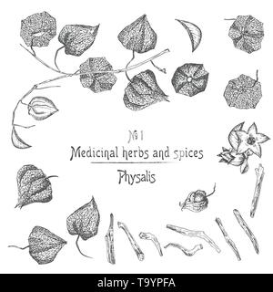 Set of Physalis hand drawn patterns with berries, lives, and branch in black color on white background. Retro vintage graphic design Botanical sketch  Stock Vector