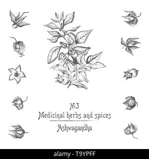 Set of Ashwagandha hand drawn patterns with berries, lives, roots and branch in black color on white background. Retro vintage graphic design Botanica Stock Vector