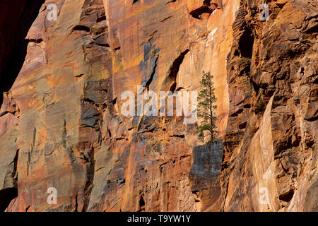 trees growing on the edge of a cliff Stock Photo