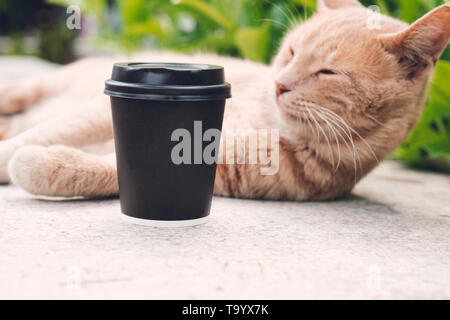 An orange tabby cat is sleeping beside a black paper coffee cup. Place for your text or logo on cups. Stock Photo