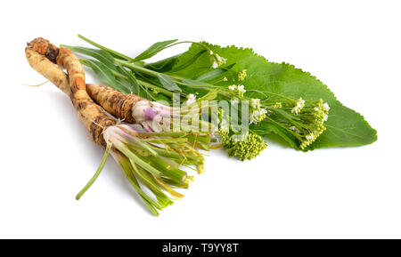 Horseradish, Armoracia rusticana Cochlearia armoracia. Isolated on white background. Stock Photo