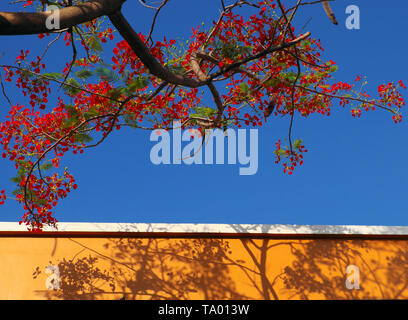 Beautiful red summer flower blooming vibrant, flamboyant or phoenix flowers make shadow on yellow wall on blue sky, colorful background in summertime  Stock Photo