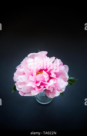 Pink Peony flower ,Paeonia suffruticosa, isolated on black Stock Photo