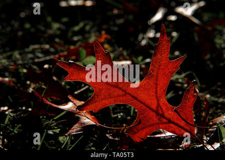 Beautiful backlit fallen leaf glowing red in the evening sun. New Zealand. Stock Photo
