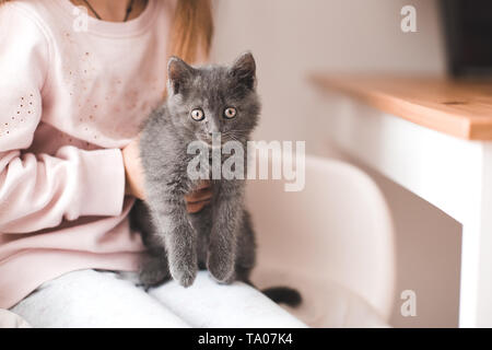 Girl holding gray kitten in room closeup. Stock Photo