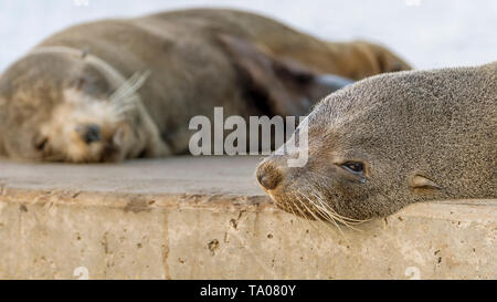 Close up of a beautiful sea lion lying on the rocks resting, Kingscote, Kangaroo Island, Southern Australia Stock Photo
