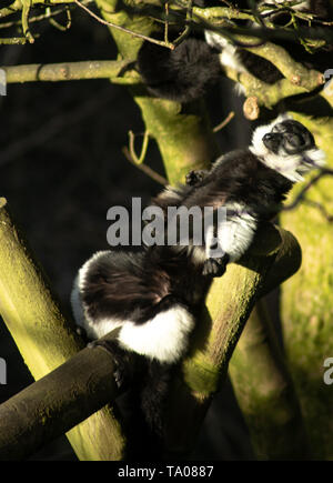 Monkey sunbathing in Belfast Zoo Stock Photo