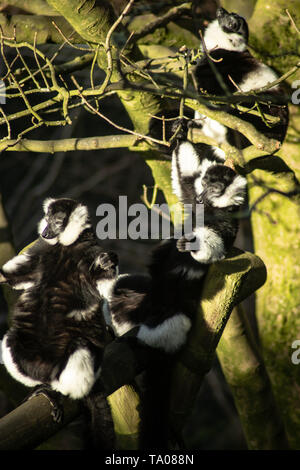 Monkeys enjoying the sun in Belfast Zoo Stock Photo