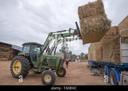 A large green tractor with hay forks lifts rectangular hay bales from the side of a semi trailer on a farm near Burren Junction in Australia Stock Photo