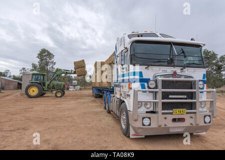 A large green tractor with hay forks lifts rectangular hay bales from the side of a semi trailer on a farm near Burren Junction in Australia Stock Photo