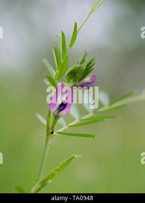 Common vetch flower detail, defocussed background. Spring wild flower. Vicia sativa. Stock Photo