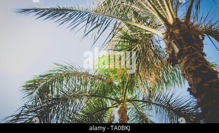 Toned image of high palm trees aaginst clear blue sky and shining sun Stock Photo