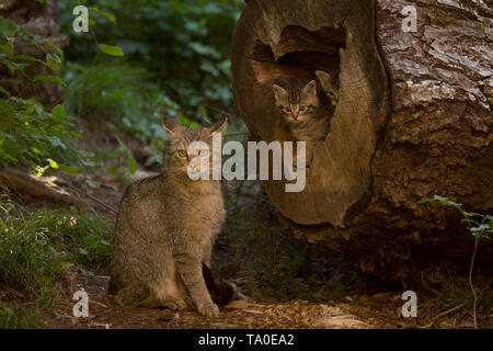European Wildcat (Felis Silvestris) family - mother and two kittens. The cubs were playing inside a trunk while mother was watching over them. Stock Photo
