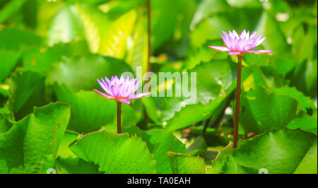 Nymphaeaceae is a family of flowering plants, commonly called water lilies. They live as rhizomatous aquatic herbs in temperate and tropical climates Stock Photo