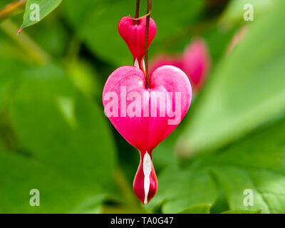 Spring flowers series, Bleeding Heart flower, Dicentra spectabilis Stock Photo