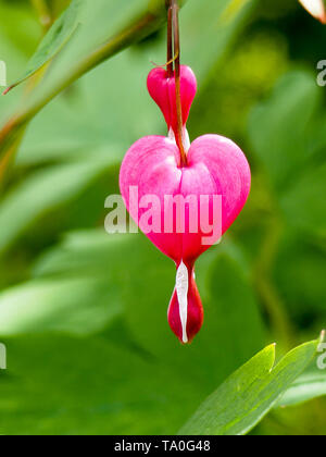 Spring flowers series, Bleeding Heart flower, Dicentra spectabilis Stock Photo