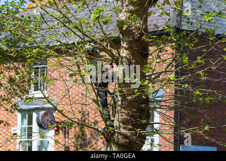 Tree surgeon working at height cutting branches wearing safety harness and hardhat, sunny weather, uk Stock Photo