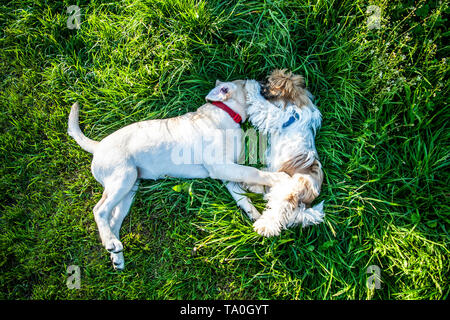 Two dogs laying and smelling each other in a green meadow. Stock Photo