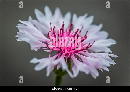 A white and pink close up macro photograph of a cornflower Stock Photo