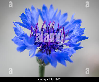 A blue and purple close up macro photograph of a cornflower Stock Photo