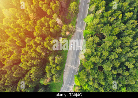 Aerial view of a forest road passing through a fir trees forest