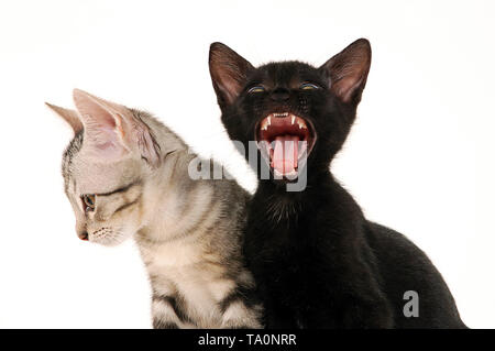 Portrait of two cute kittens sitting on a chair yawning Stock Photo