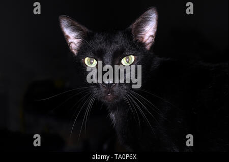 Portrait of a black kitten with big eyes sitting on a chair looking into camera Stock Photo