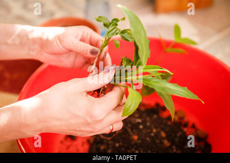 Care of home plants. Plant care. Care of houseplants. The sun's glare. Stock Photo