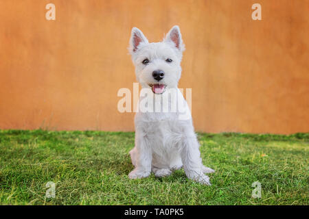 Portrait of sitting in grass cute puppy of West Highland White Terrier against color wall Stock Photo