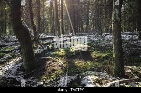 last snow on the ground in the woods with sunrays Stock Photo