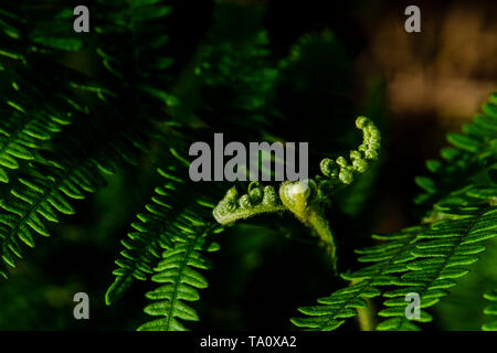 Growing fern on the forest floor seching for sunlight Stock Photo