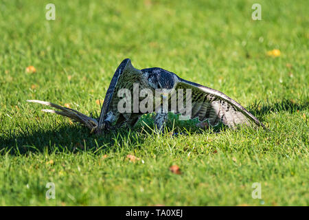 The saker falcon, Falco cherrug in a german nature park Stock Photo