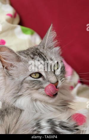 close up portrait of purebred turkish angora cat lying on red sofa Stock Photo