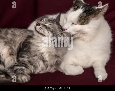 inseparable cats pair grooming on a red sofa Stock Photo