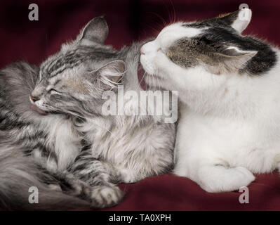 Two cats pair grooming on red sofa Stock Photo