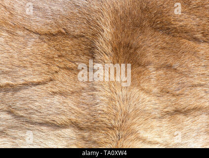 Colored  reindeer fur texture Stock Photo