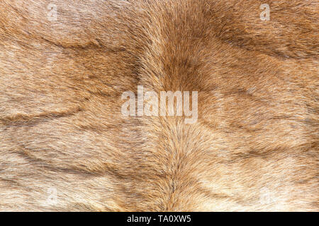 Colored  reindeer fur texture Stock Photo