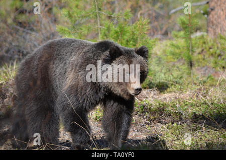 Grizzly young adult walking Stock Photo