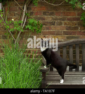 Black and white cat on a garden bench