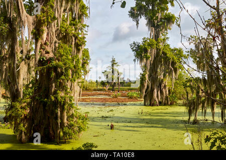 Florida Cypress Swamp Landscape Stock Photo