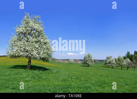 Flowering fruit trees in a  large meadow Stock Photo
