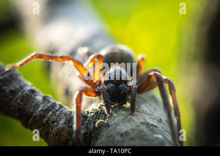 Close up of spider, macro picture Stock Photo