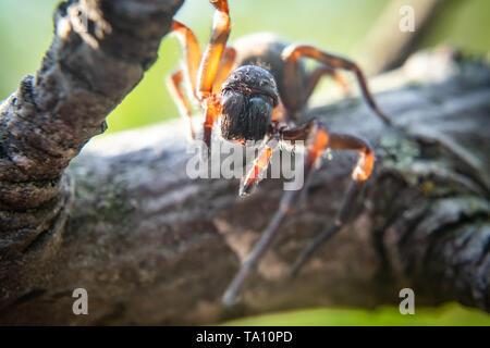 Close up of spider, macro picture Stock Photo