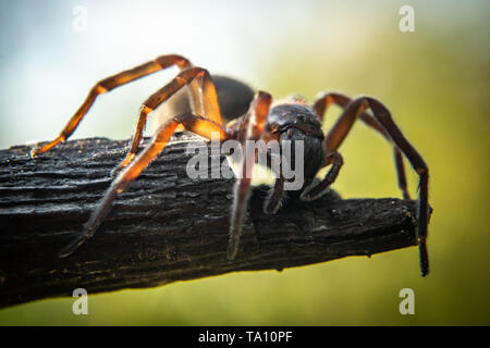 Close up of spider, macro picture Stock Photo