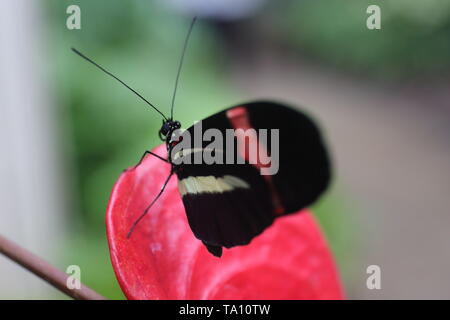 Red postmen butterfly resting on a thick red flower petal Stock Photo