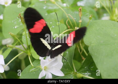 Red postman butterfly moving its wings as it searches for nectar Stock Photo