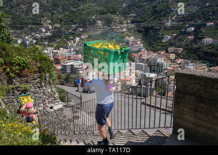 Italian agriculture workers carrying boxes of lemons down the steep path from Revello to Minori on the Amalfi Coast Campania Italy. Stock Photo