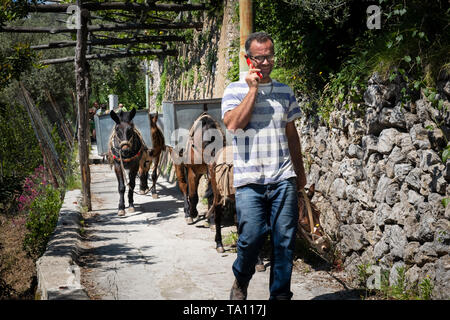 Italian agriculture worker talking on mobile phone & leading donkeys carrying crates of lemons on  path of the lemons at Minori on the Amalfi Coast Stock Photo